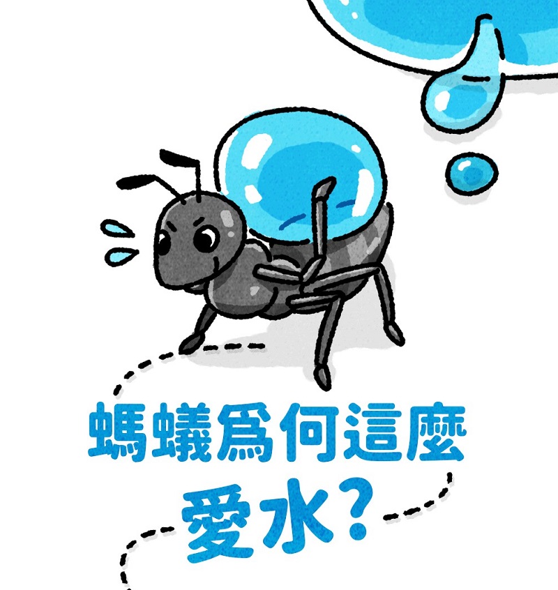 螞蟻為什麼這麼愛水?
